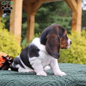 Molly, Basset Hound Puppy